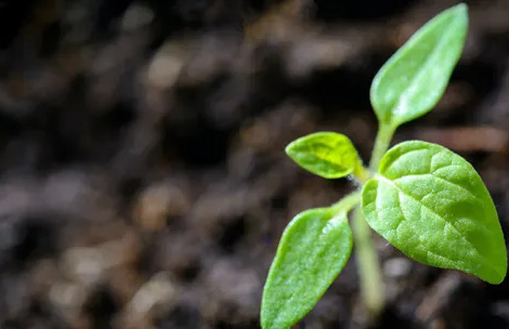 AI-ready Data Foundations insight image